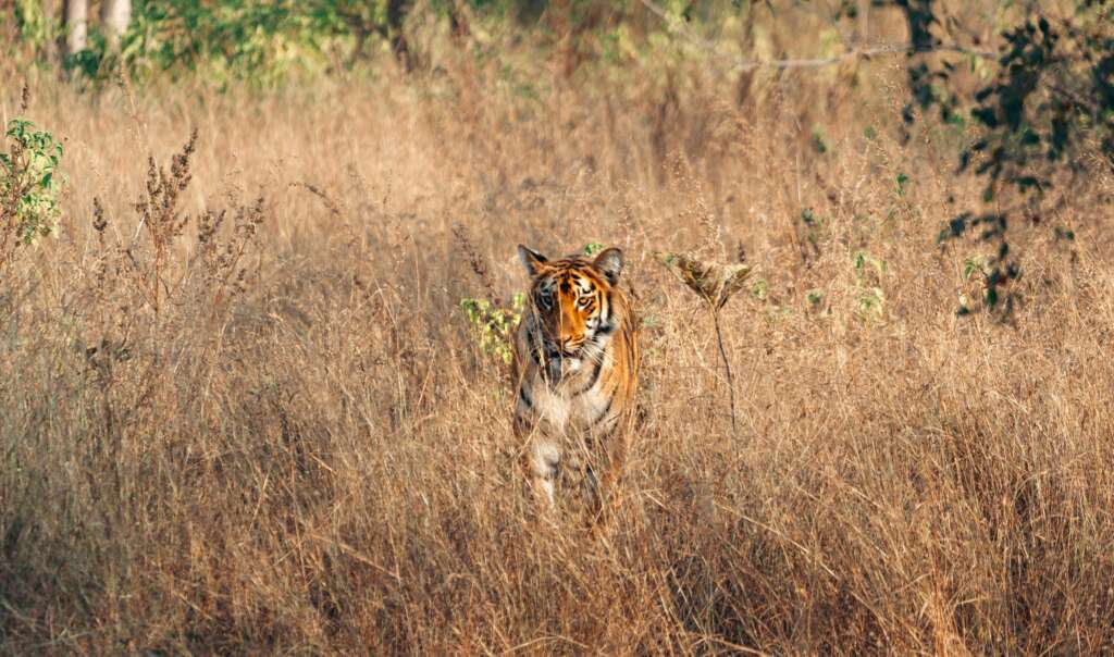Ranthambore Tiger Park