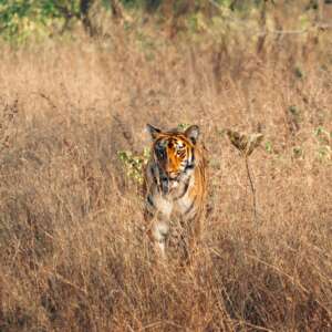Ranthambore Tiger Park