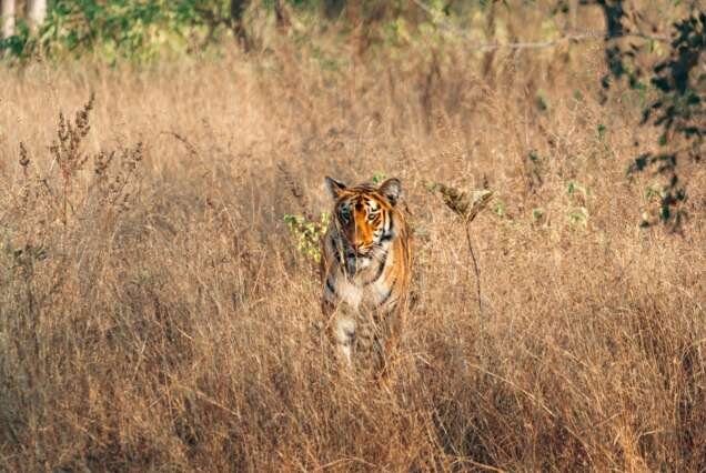 Ranthambore Tiger Park