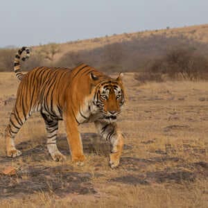 Tiger in seinem Habitat