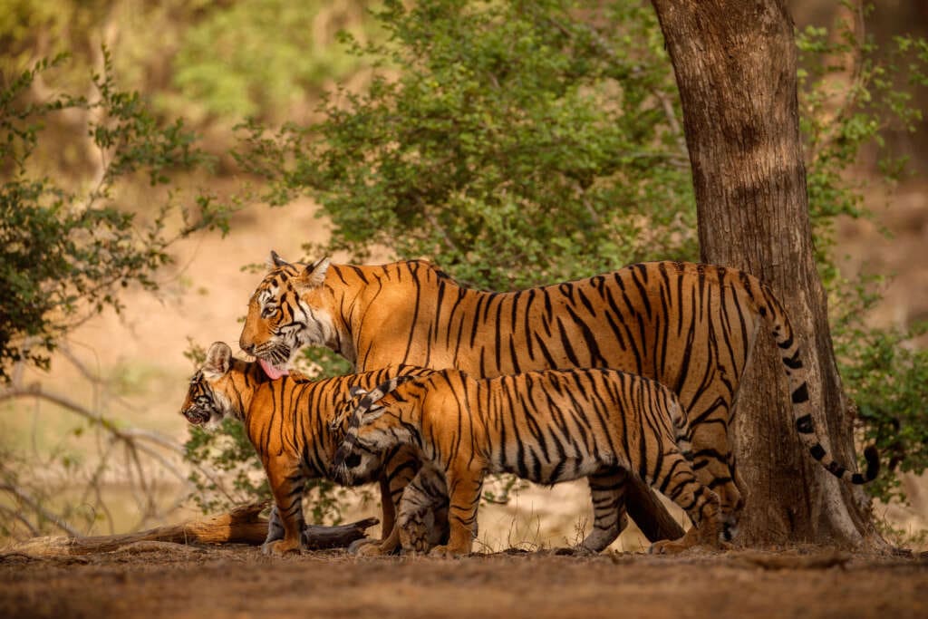 Bengalischen Tiger