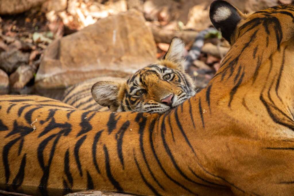Ranthambore Tiger Rajasthan Rundreise individuell