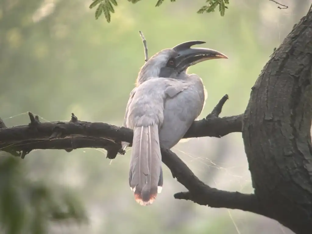 Bharatpur Vogel park-Kevladeo Ghana