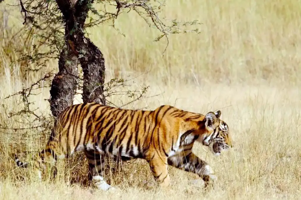 Ranthambore Tiger Safari