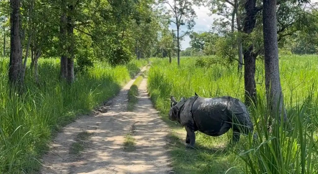 Chitwan Nasshorn Nepal