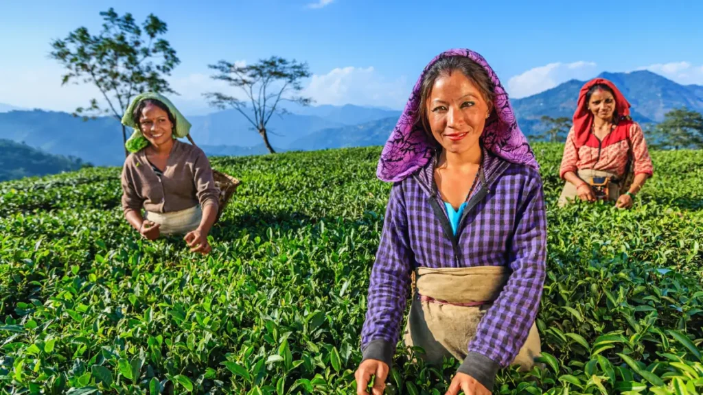 Darjeeling Tee ernten