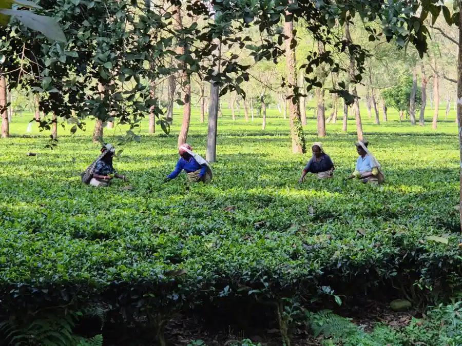 Teeplantagen in Darjeeling